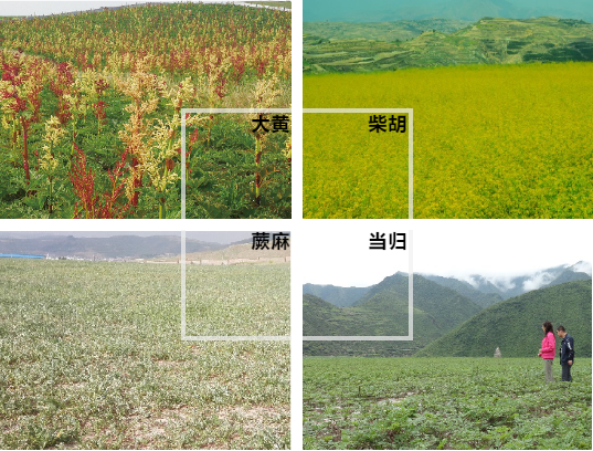 【甘南政府招商推介】立足生態(tài)優(yōu)勢(shì)，推動(dòng)綠色發(fā)展，打造青藏高原上的生態(tài)文明高地