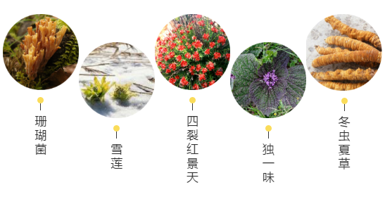 【甘南政府招商推介】立足生態(tài)優(yōu)勢(shì)，推動(dòng)綠色發(fā)展，打造青藏高原上的生態(tài)文明高地