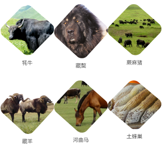 【甘南政府招商推介】立足生態(tài)優(yōu)勢(shì)，推動(dòng)綠色發(fā)展，打造青藏高原上的生態(tài)文明高地