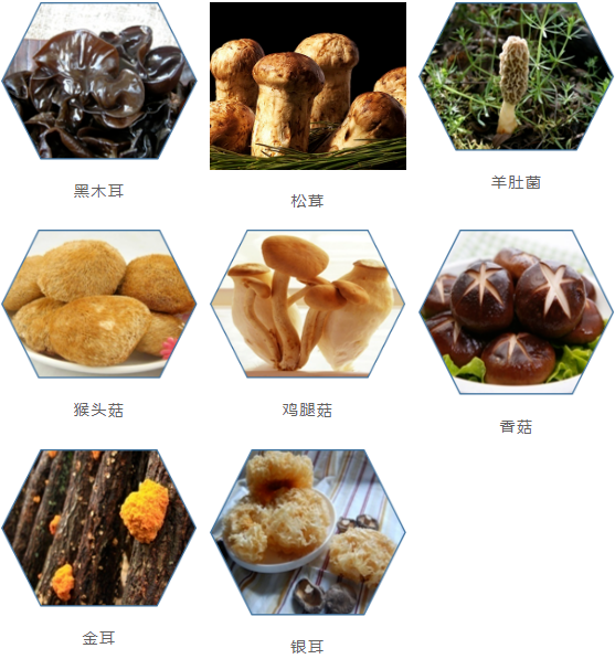集團(tuán)全力助推甘肅隴南康縣委托招商引資，以綠色發(fā)展推動(dòng)鄉(xiāng)村振興