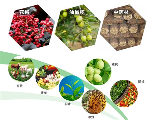 集團(tuán)全力助推甘肅隴南武都區(qū)委托招商引資，將地域資源優(yōu)勢轉(zhuǎn)化為經(jīng)濟(jì)發(fā)展新動能