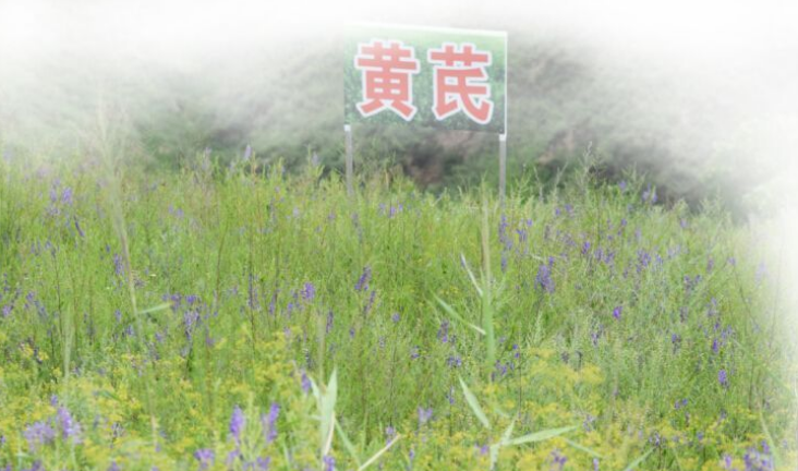 集團全力助推陜西榆林子洲縣委托招商引資，打造特色產(chǎn)業(yè)集聚地